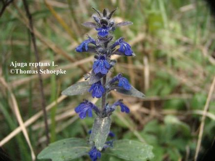 A garden flower photo (Ajuga reptans)