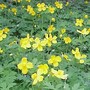 Owdpop_1