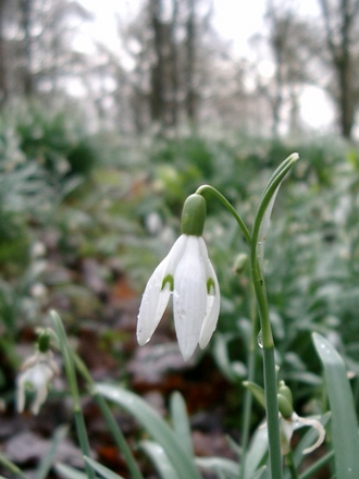 Snow drop close up