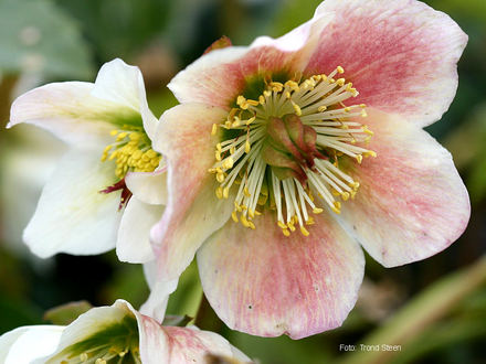 A garden flower photo (Helleborus orientalis)