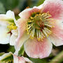 132-helleborus-niger-3