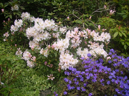 rhodie and azalea (rhododendron)