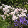 rhodie and azalea (rhododendron)