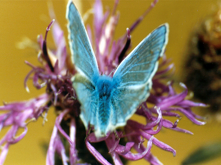 Common Blue
