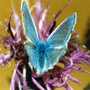 Common_blue_on_knapweed