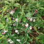 Mini_flowers2
