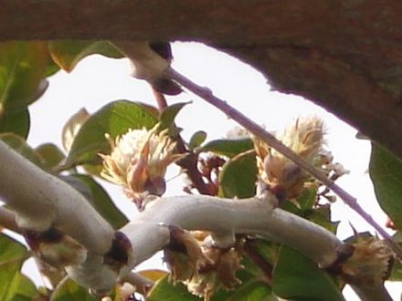 WISTERIA BUDS