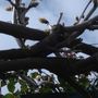 Twisted_vine3