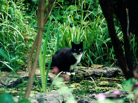 Jessie looking for frogs