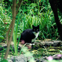 Jessie_by_pond_copy
