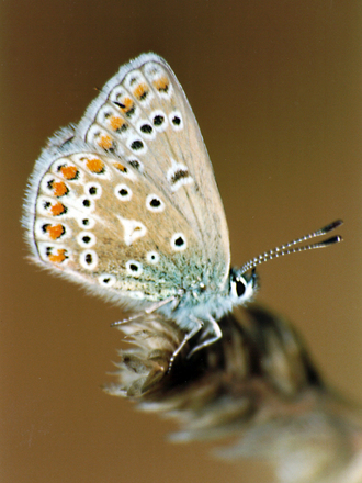 Common Blue close up
