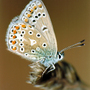 Common_blue_close_up_copy