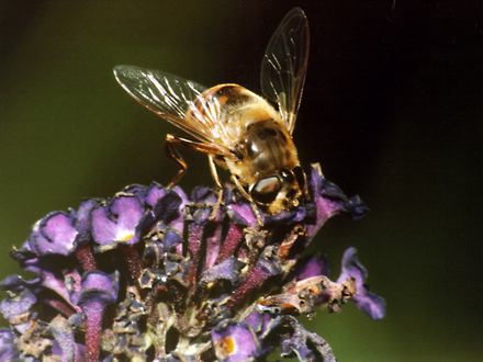 Honey Bee