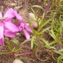 Pict0788