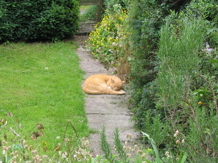 Ambrose on guard duty.