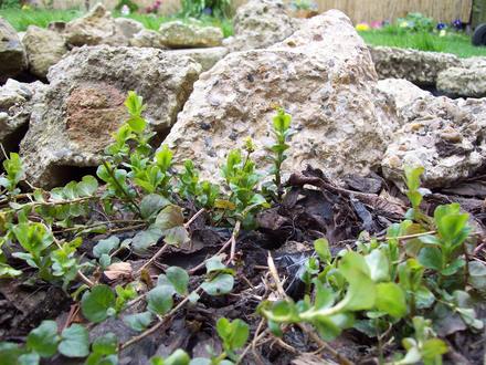 Creeping Jenny......