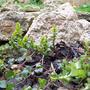 Creeping Jenny......