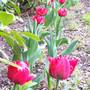 Tulip Boarder....