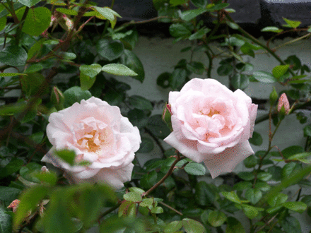 Grandma's Rose