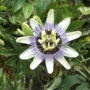 Passion-flower