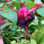 Voodoo (fuschia)