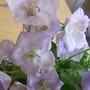 Campanula carpatica