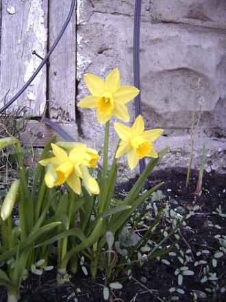 Mini yellow daffodils  (narcissus)
