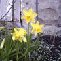 2008-04-18_mini_daffodills