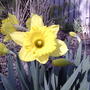 2008-04-18_dafodil