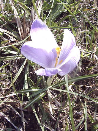 Crocus (Crocus vernus)