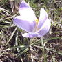 2008-04-18_pale_lilac_crocus