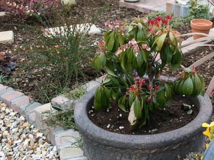Garden 08