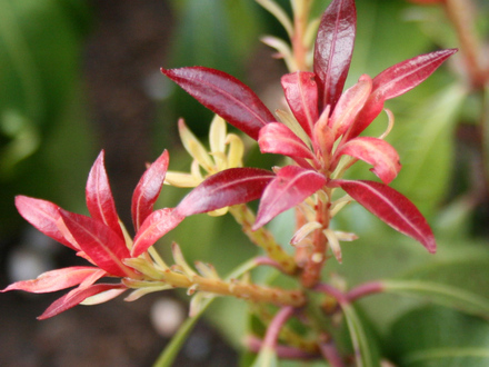 Garden 08