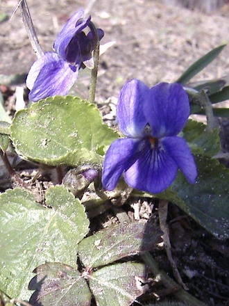 Wild violets (viola papilionacea)