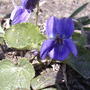2008-04-18_wild_violets