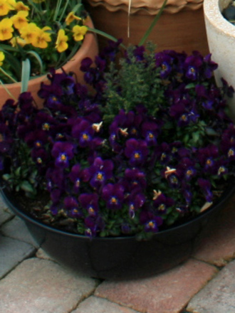 Pansy