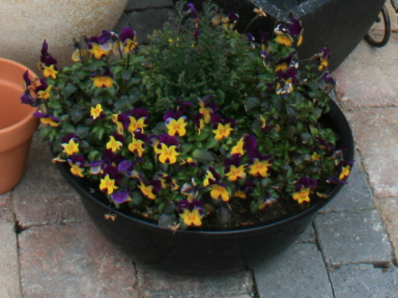 Pansy
