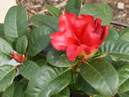 Garden 08