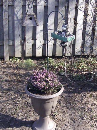 Heath planter (Erica carnea 