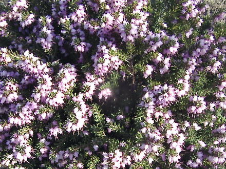 Heath flowers, close up (Erica carnea 