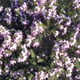2008-04-18_heath_flowers