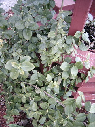 Euonymus(Euonymus japonicus)  (Euonymus japonicus (Japanese Euonymus))
