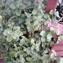 Euonymus(Euonymus japonicus)  (Euonymus japonicus (Japanese Euonymus))