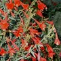 Californian fuschia ( courtesy of Geocities.com) (Zauschneria californica)