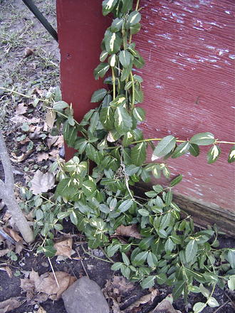 Euonymus(Euonymus japonicus)  (Euonymus japonicus (Japanese Euonymus))