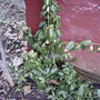 Euonymus(Euonymus japonicus)  (Euonymus japonicus (Japanese Euonymus))
