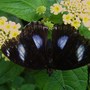 Butterfly Farm, Long Sutton, Spalding, Lincolnshire