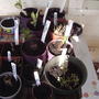 2008-04-18_perennials_starting
