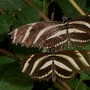 Butterfly Farm, Long Sutton, Spalding, Lincolnshire