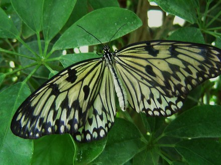 Butterfly Farm, Long Sutton, Spalding, Lincolnshire